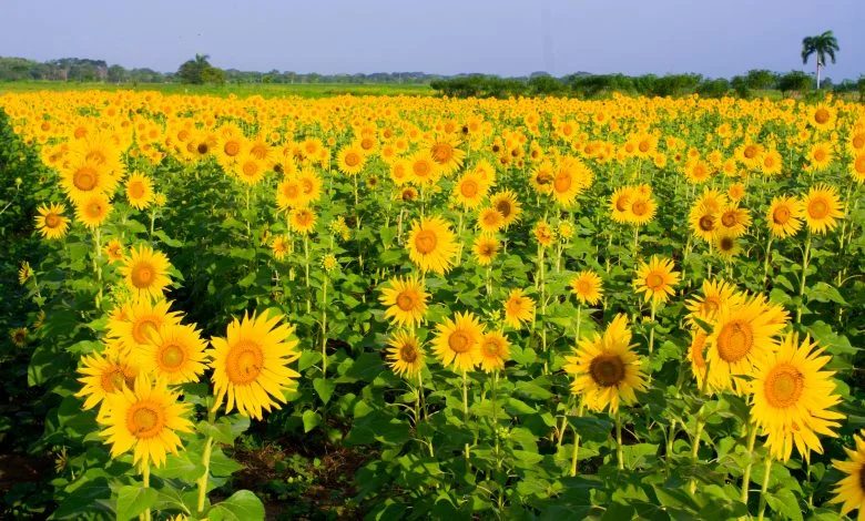 Montería se llena de girasoles 