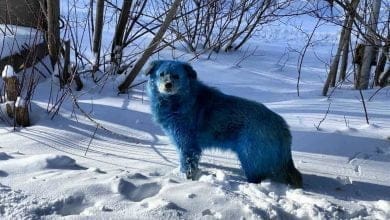 ¿Por qué hay perros azules en Rusia?