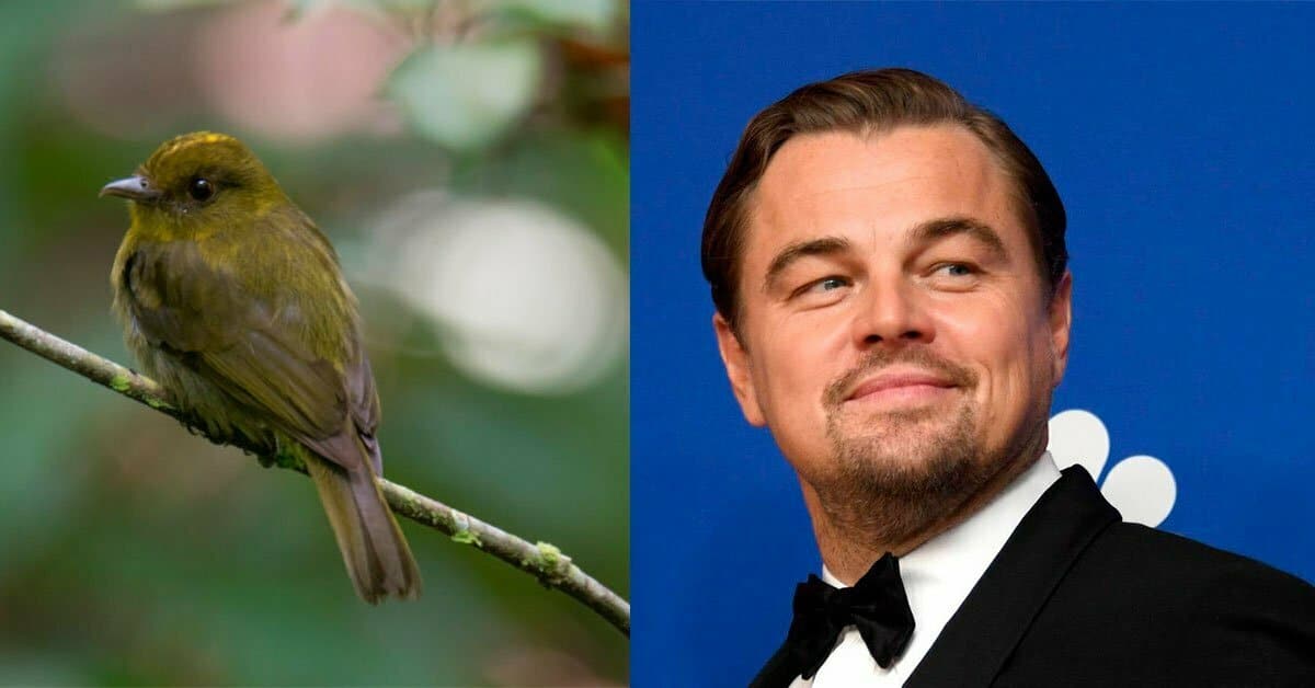 Leonardo DiCaprio destacó el hallazgo de 30 nuevas especies de aves en Córdoba