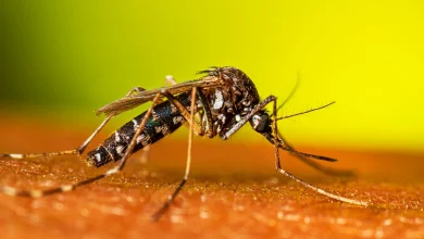 aedes albopictus. dengue